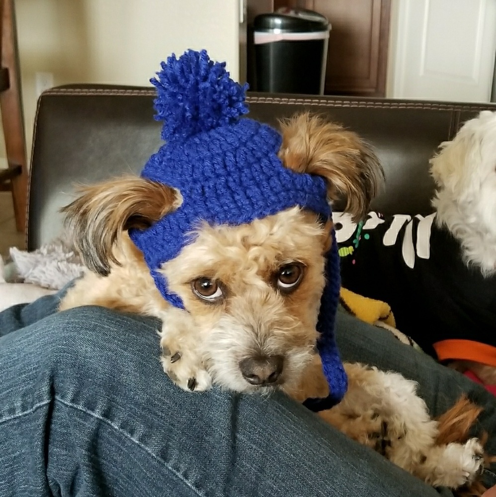 Dog Beanie Hat